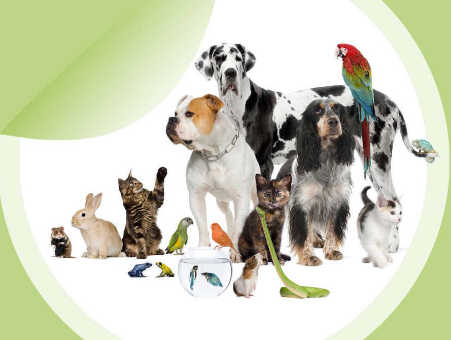 Veterinář musí zvířeti porozumět beze slov