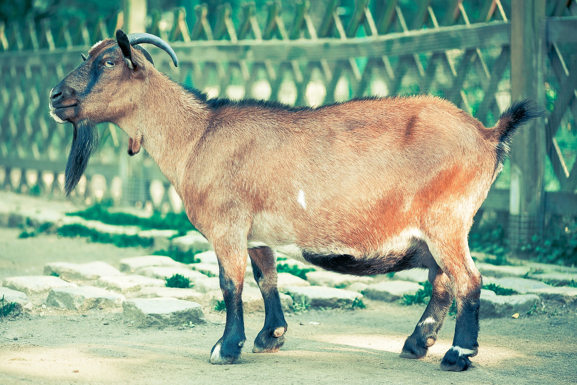 Veterináře potřebuje pes, kráva i&nbsp;prase