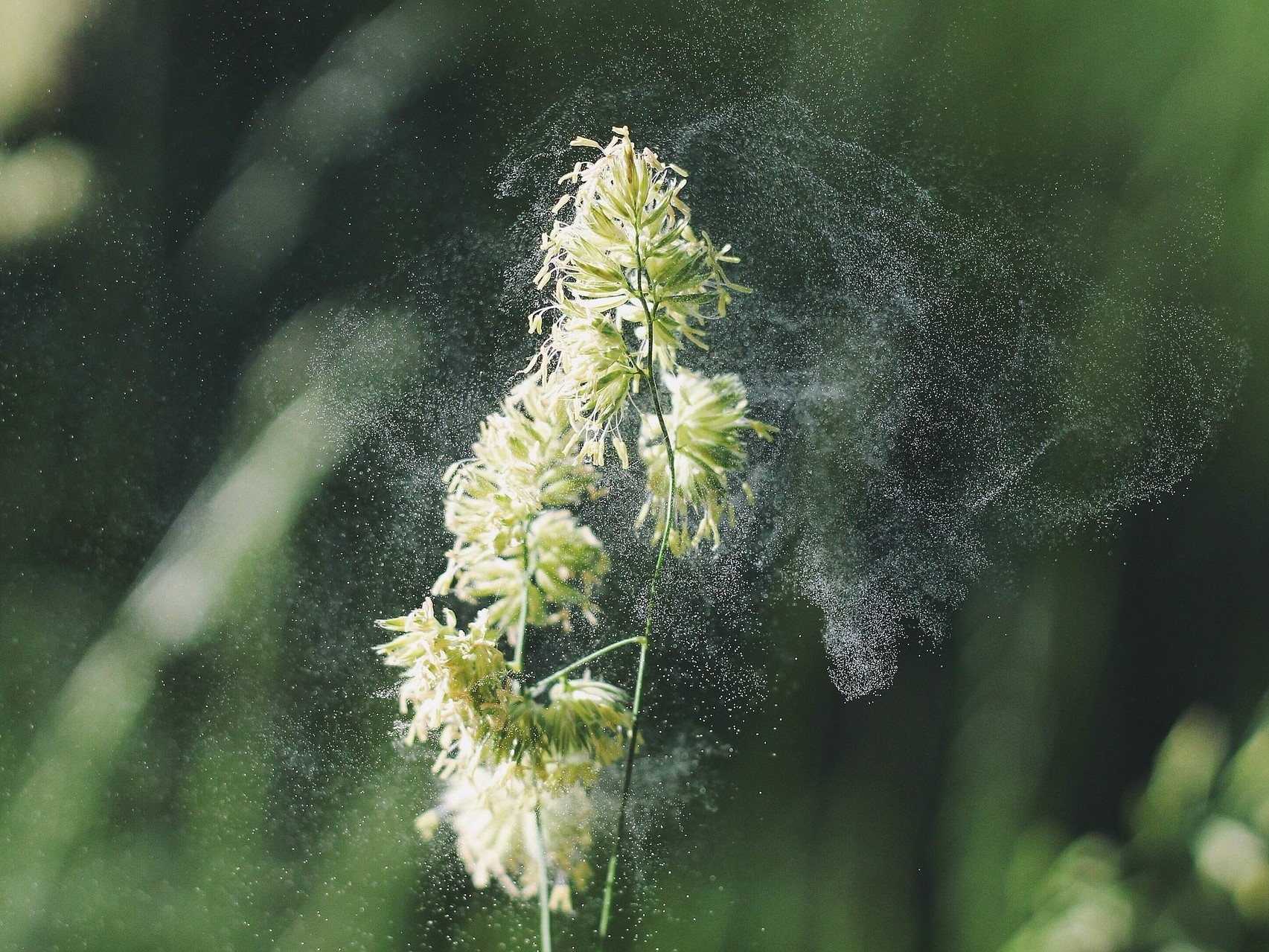Potravinová intolerance nebo alergie?