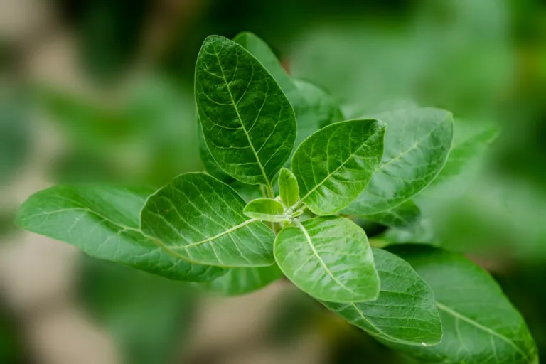 Ashwagandha (Ašvaganda): Jaké má léčivé a&nbsp;nežádoucí účinky?